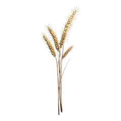 Fototapeta premium Wheat Stalk Illustration, Detailed depiction of a single wheat stalk, transparent background, ideal for agricultural themes and designs