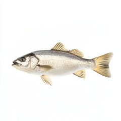 Fototapeta premium Fish isolated on white background for food or aquatic marketing campaigns