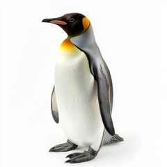 Obraz premium King Penguin on isolated white background for advertising and marketing campaigns