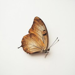 Obraz premium Isolated Leaf Butterfly on White Background for Nature and Wildlife Marketing Campaigns