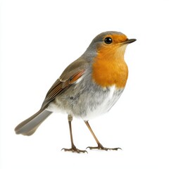 Robin Perched on White Background