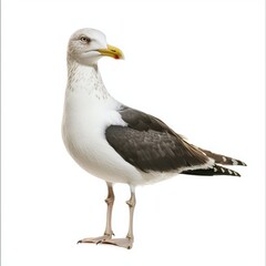 Obraz premium Seagull isolated on white background, minimalist product photography for marketing campaigns