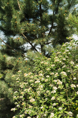 A Viburnum lantana bush blooms on a spring day in front of a black pine, Pinus nigra.