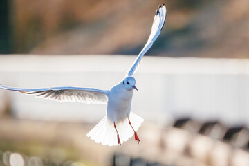 神奈川県の県鳥、飛翔する美しいユリカモメ（カモメ科）他の群れ
英名学名：Black-headed gulls (Larus ridibundus)
神奈川県横浜市鶴見川-2025
