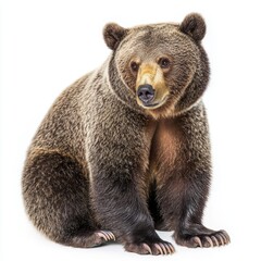 Obraz premium Taiga Bear Isolated on White Background for Wildlife Marketing Campaigns