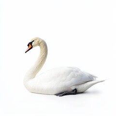 Fototapeta premium Swan Isolated on White Background for Product Photography