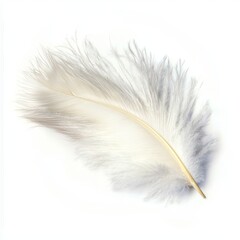 Obraz premium Swan Feather on White Background for Product Showcase and Marketing Campaigns