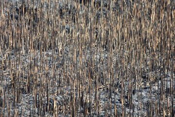 The remnants of burnt reeds in a field