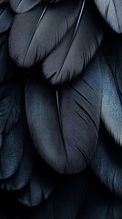 Obraz premium Detailed view of overlapping dark feathers, highlighting texture and pattern for nature or background design purposes.