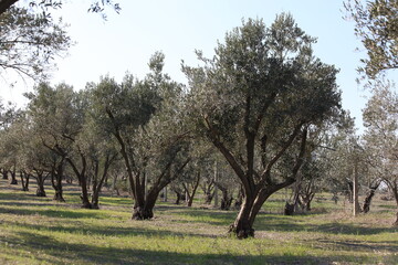 Obraz premium rows of olive trees in an olive orchard 