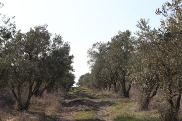 rows of olive trees in an olive orchard