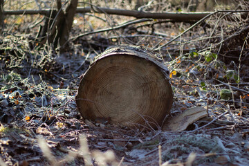 Close up of a sawn trunk on the ground in the forest 