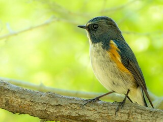 森の中で枝に留まって周りを見渡しているルリビタキの雄