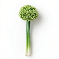 Obraz premium Fresh Green Onion Flower Head with Stalks Culinary Herb Spring Vegetable Isolated on White