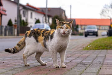 tricolor cat standing and posing for photos on the street in the city. A cat with a funny face on its face, a small cat pretending to be a dangerous tiger