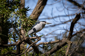 Nitticora (Nycticorax nicticorax) sull'albero