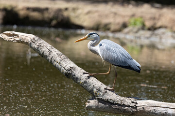 Fototapeta premium Airone cenerino (Ardea cinerea)