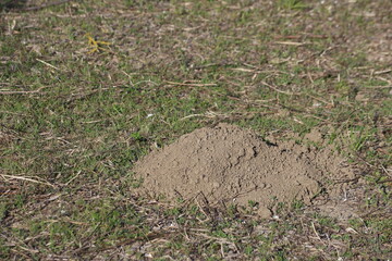 freshly dug mole hill in the field
