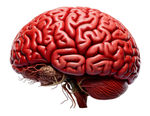 Human brain realistic 3D model isolated on transparent background, high-resolution texture, detailed anatomy, neuron structure, cerebral cortex, neural networks, brain hemispheres, lifelike, education