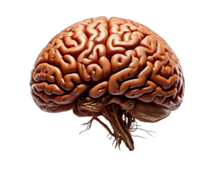 Human brain realistic 3D model isolated on transparent background, high-resolution texture, detailed anatomy, neuron structure, cerebral cortex, neural networks, brain hemispheres, lifelike, education