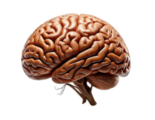 Human brain realistic 3D model isolated on transparent background, high-resolution texture, detailed anatomy, neuron structure, cerebral cortex, neural networks, brain hemispheres, lifelike, education