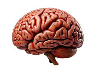 Human brain realistic 3D model isolated on transparent background, high-resolution texture, detailed anatomy, neuron structure, cerebral cortex, neural networks, brain hemispheres, lifelike, education