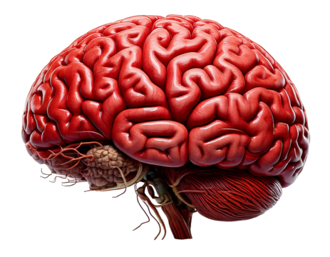 Human brain realistic 3D model isolated on transparent background, high-resolution texture, detailed anatomy, neuron structure, cerebral cortex, neural networks, brain hemispheres, lifelike, education