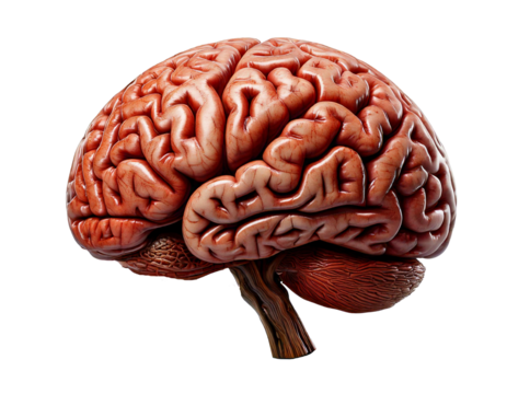 Human brain realistic 3D model isolated on transparent background, high-resolution texture, detailed anatomy, neuron structure, cerebral cortex, neural networks, brain hemispheres, lifelike, education