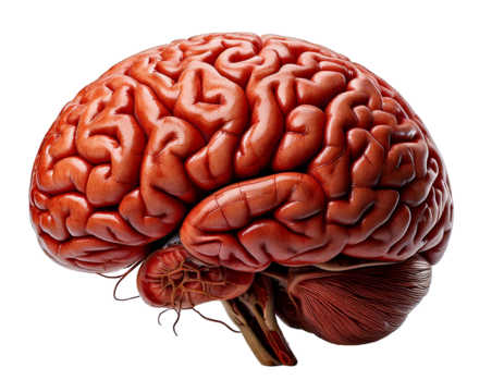 Human brain realistic 3D model isolated on transparent background, high-resolution texture, detailed anatomy, neuron structure, cerebral cortex, neural networks, brain hemispheres, lifelike, education
