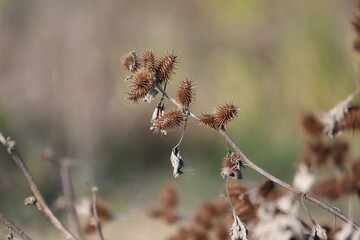 xanthium strumarium (rough cocklebur) is a species of annual plants of the family Asteraceae