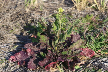 Brassica juncea plant in the field, also known as commonly mustard greens, brown mustard