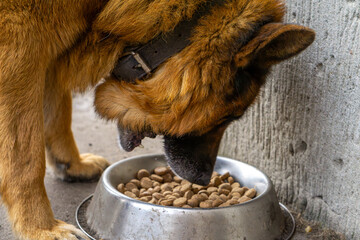 large german shepherd dog while eating a meal, food from an aluminum silver bowl. hungry dog.