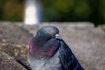 美しいカワラバト（ハト科）
英名学名：Rock Pigeon (Columba livia)
神奈川県横浜市鶴見川-2025
