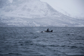 Obraz premium Adult female orca with calf near Skjervoya island. Northern Norway.