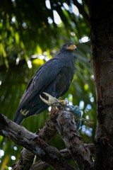 Majestic black hawk with crab claw in a lush forest.