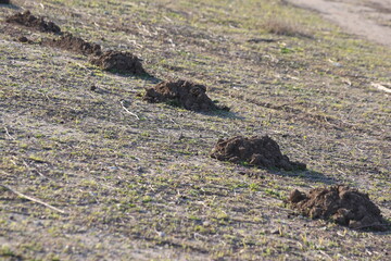 freshly dug mole hill in the field