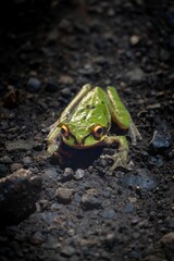 Vibrant Green Frog on Rocky Surface