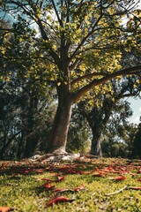 Naklejka premium Scenic tree with lush leaves and red petals.