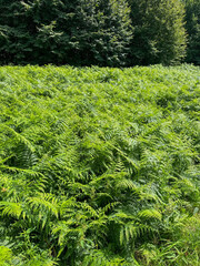 Green ferns growing on a meadow in the forest.