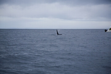 Obraz premium Male killer whale swimming in the Norwegian Sea near Skjervoya island. Northern Norway.
