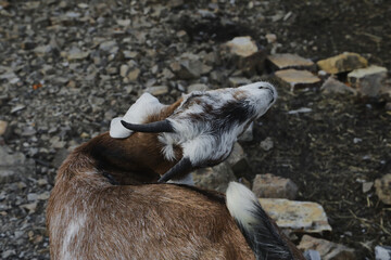 Portrait of horned funny goat outside on a farm