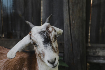 Fototapeta premium Portrait of horned funny goat outside on a farm