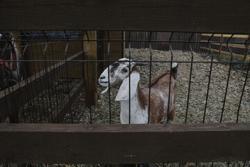 Portrait of horned funny goat outside on a farm