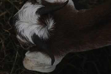 Fototapeta premium Portrait of horned funny goat outside on a farm