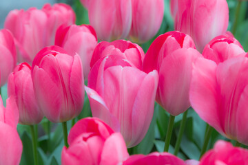 Traditional Dutch pink tulips, flower card