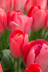 Traditional Dutch red tulips, flower garden