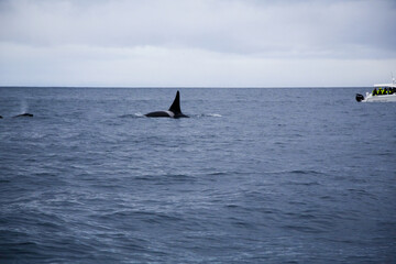 Naklejka premium Male killer whale swimming in the Norwegian Sea near Skjervoya island. Northern Norway.