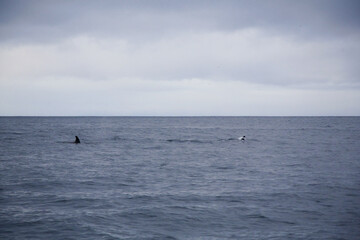 Obraz premium Killer whale swimming in the Norwegian Sea near Skjervoya island. Northern Norway