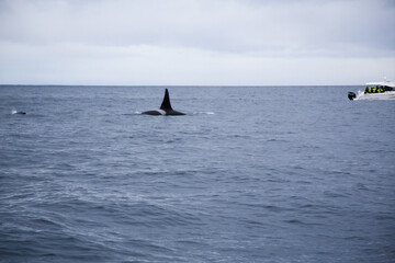 Naklejka premium Male killer whale swimming in the Norwegian Sea near Skjervoya island. Northern Norway.