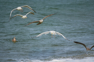 Group of seagulls flying over ocean waves with one in sharp focus.